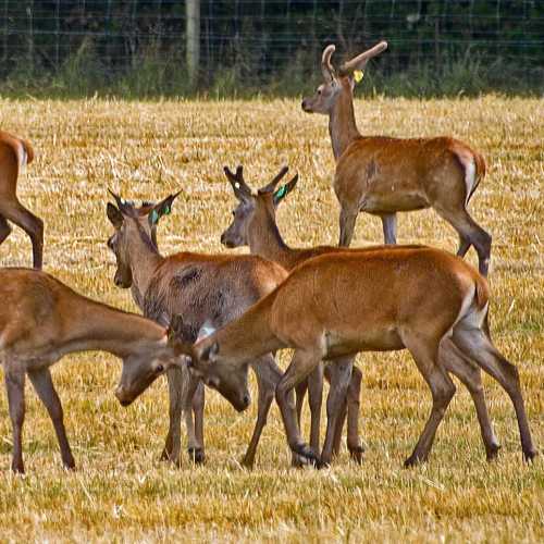 Deers at Mount Somers
