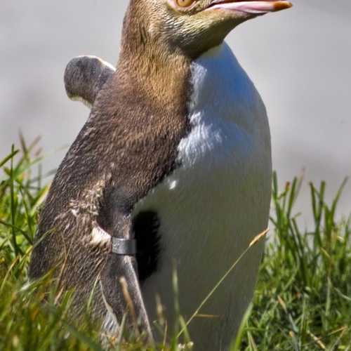 Penguin Place, New Zealand