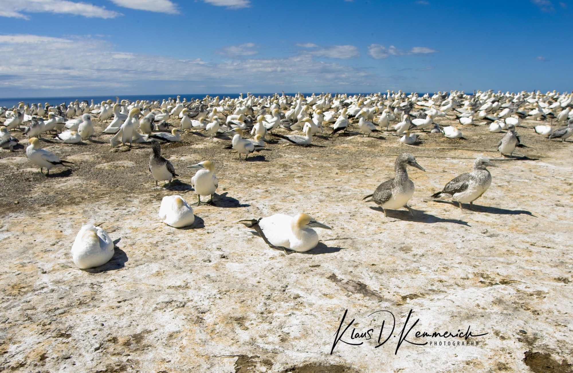 Gannet Colony, Новая Зеландия