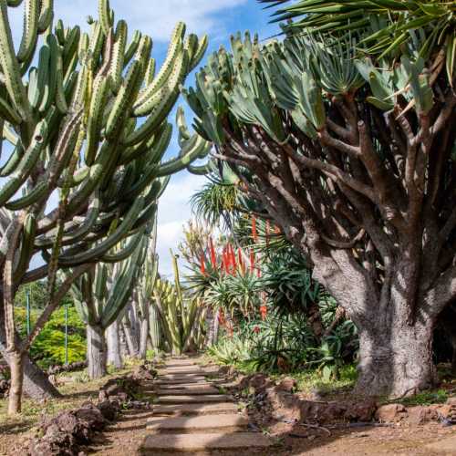 Madeira Botanical Garden, Funchal, Madeira, Portugal