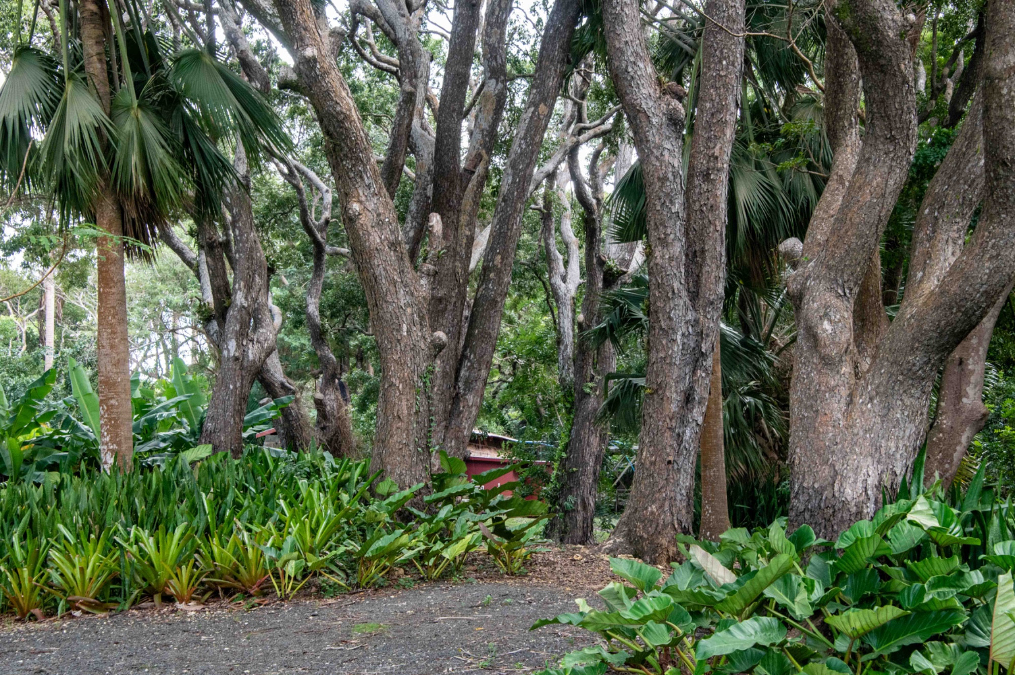 St.Nicholas Abbey Destillerie, Barbados — Mahagony Trees