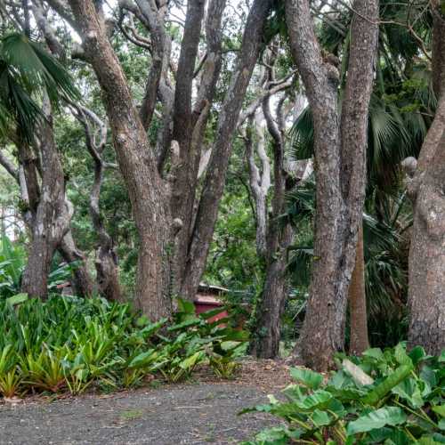 St.Nicholas Abbey Destillerie, Barbados — Mahagony Trees