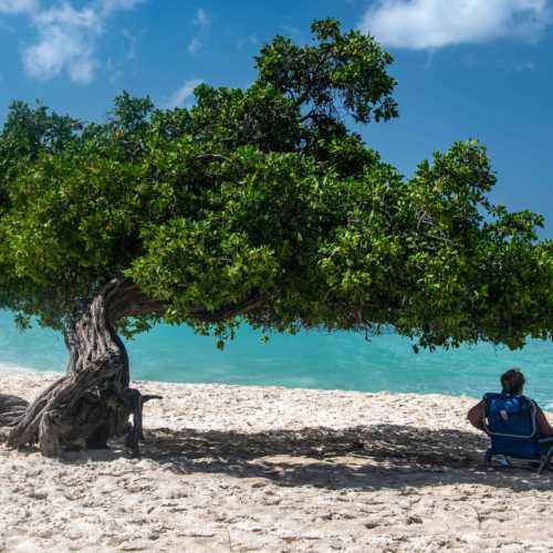 Fofoti Tree, Aruba