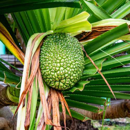 Marshall Islands