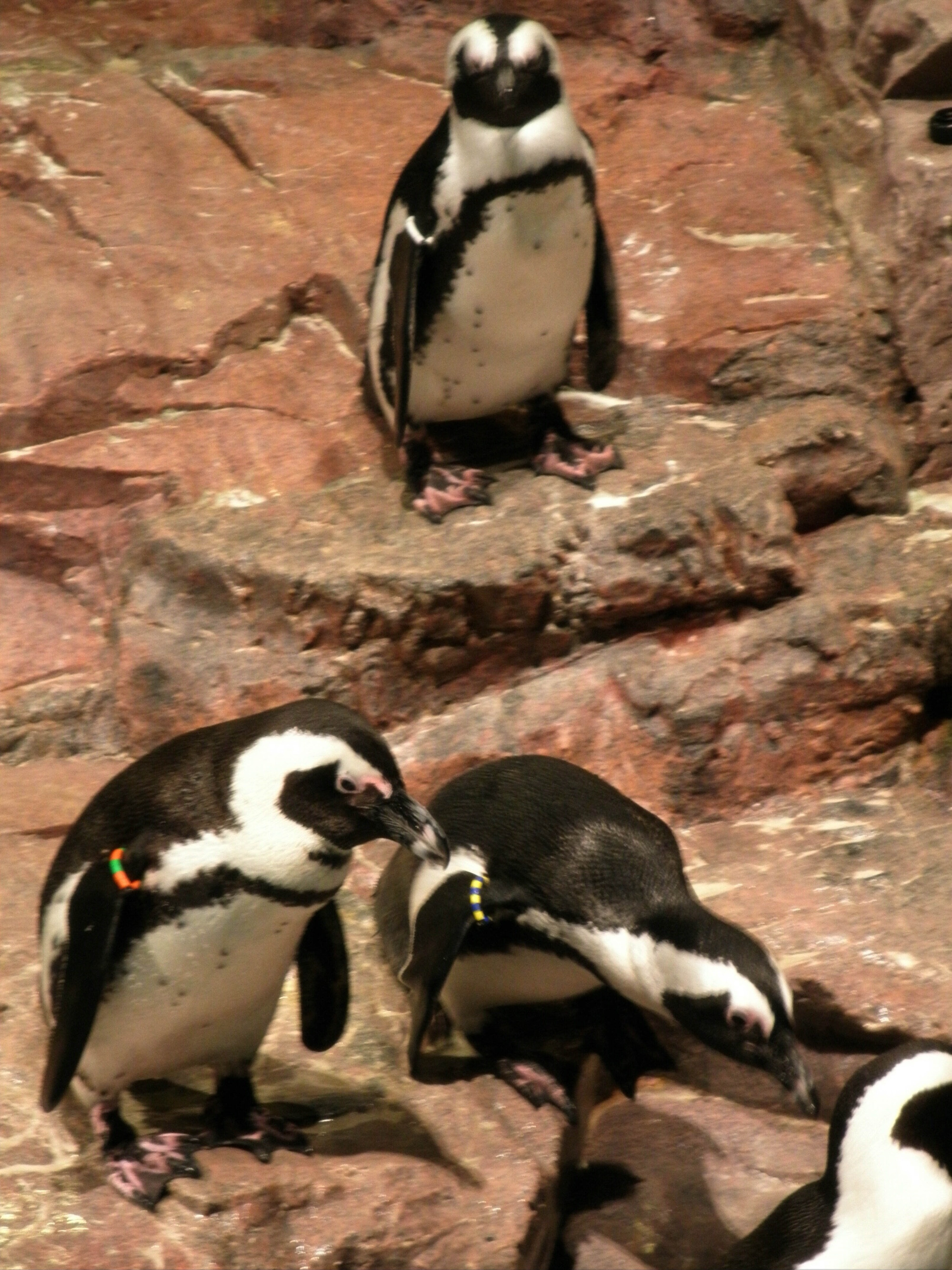 New England Aquarium, United States