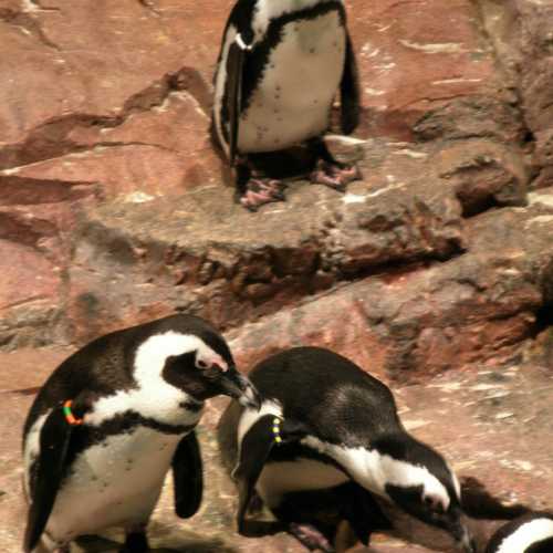 New England Aquarium, США