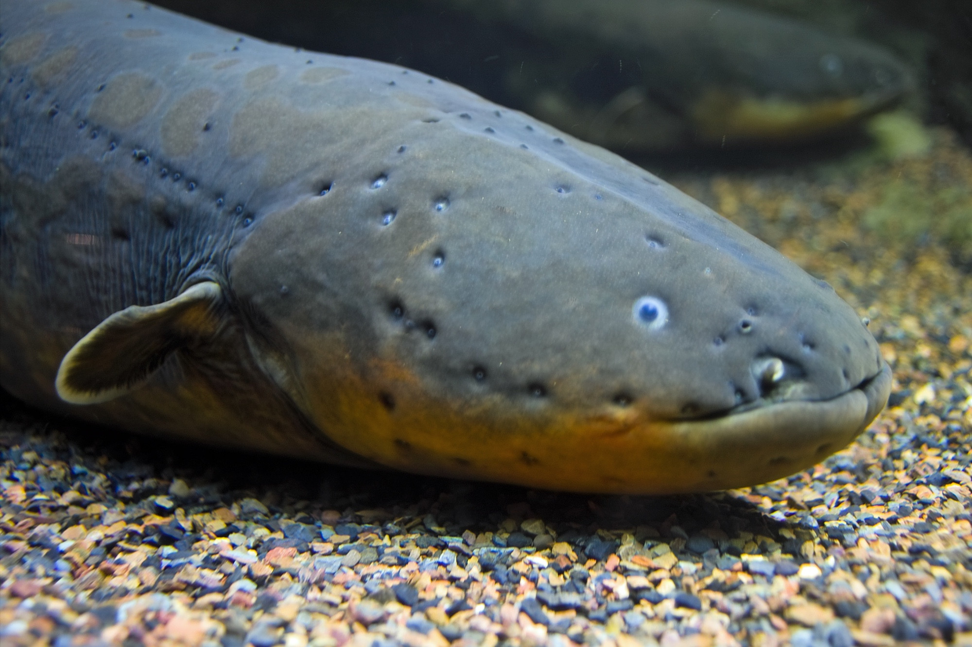 New England Aquarium, США