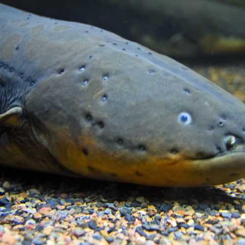 New England Aquarium, США