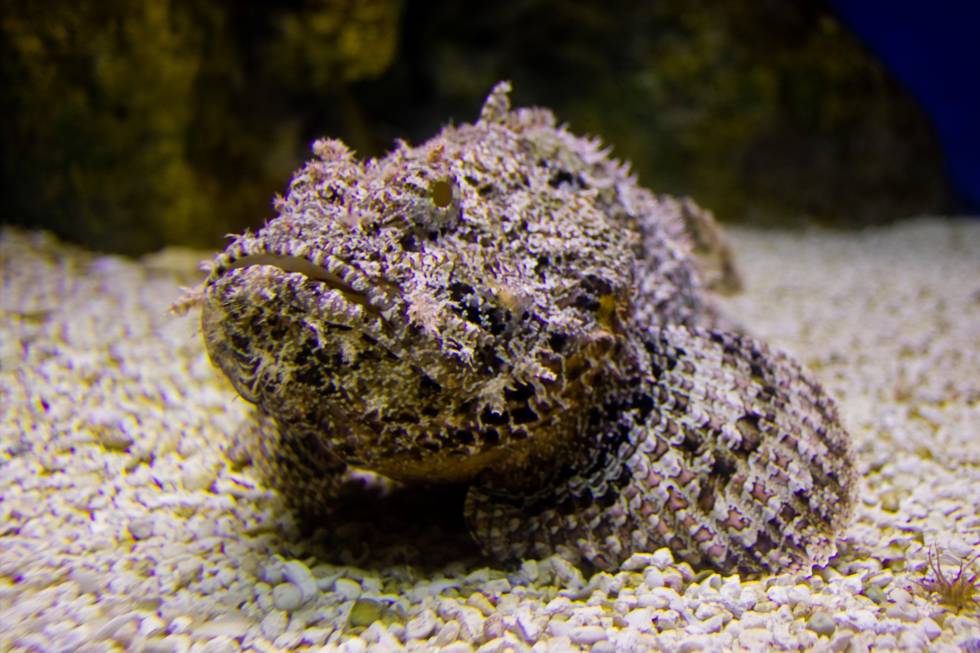 New England Aquarium, США