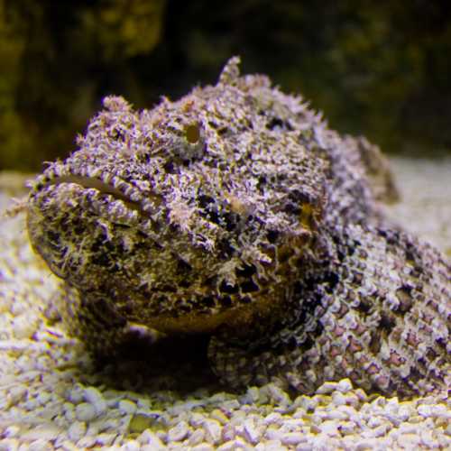 New England Aquarium, United States