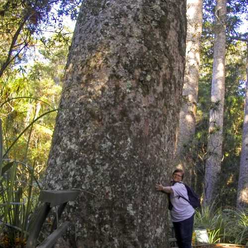 Kauri Walk, Puketi Forrest, New Zealand