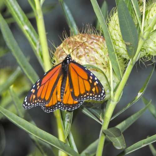 Rapaura Watergardens, New Zealand
