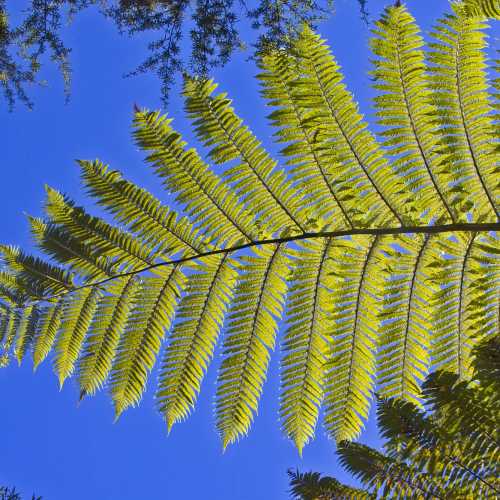 Rapaura Watergardens, New Zealand