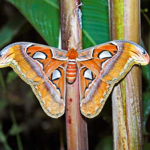 Butterfly & Orchid Gardens