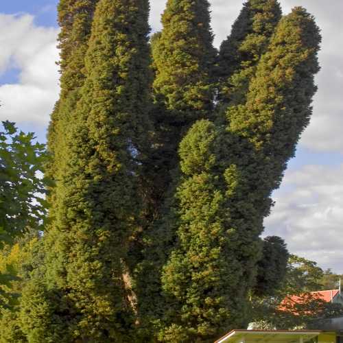 Government Gardens, Новая Зеландия