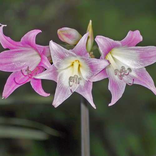Rapaura Watergardens, New Zealand