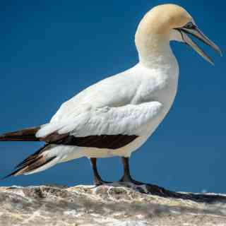 Gannet Colony