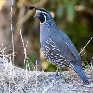 Cullen Point Lookout