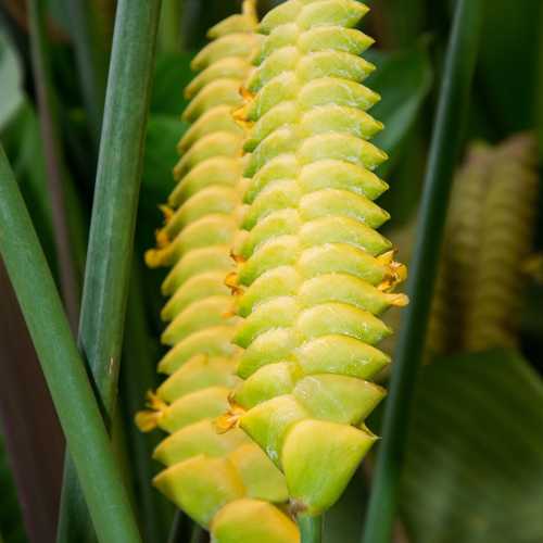 Kot Man-Ya Exotic Flower Garden, Seychelles