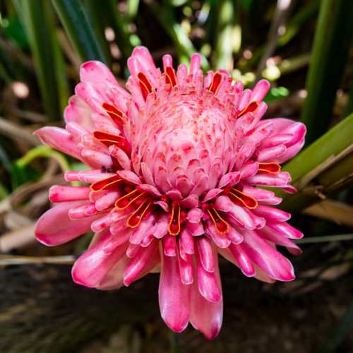 Kot Man-Ya Exotic Flower Garden, Seychelles