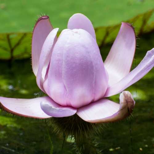 Pamplemousse Botanical Garden, Маврикий