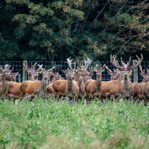 Makaroa, Новая Зеландия