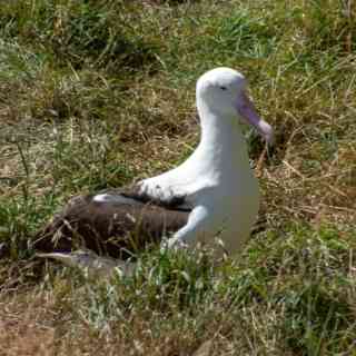 Royal Albatross Centre photo
