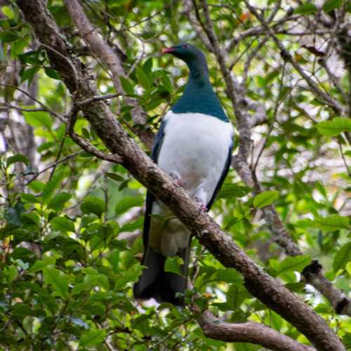 Ulva Island [Te Wharawhara], Новая Зеландия