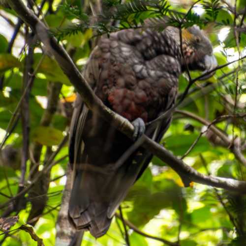 Ulva Island [Te Wharawhara], Новая Зеландия