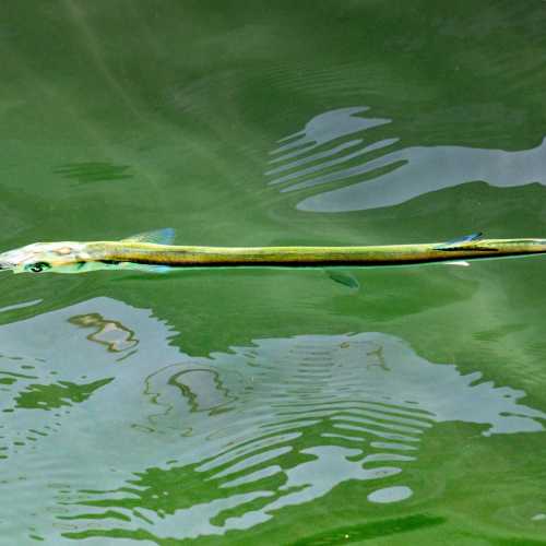 Лимон, Коста-Рика