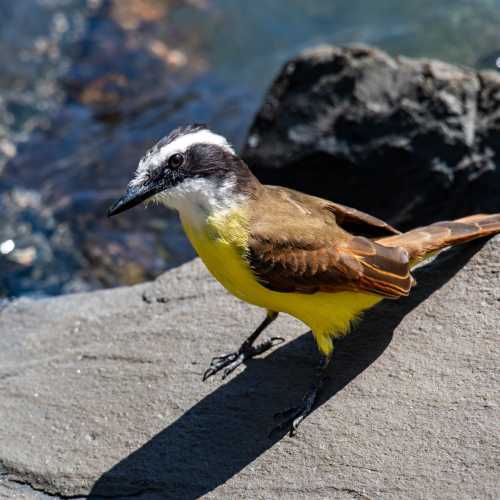 Лимон, Коста-Рика