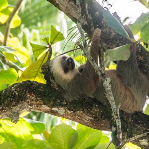 Лимон, Коста-Рика