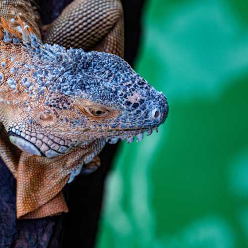 Лимон, Коста-Рика