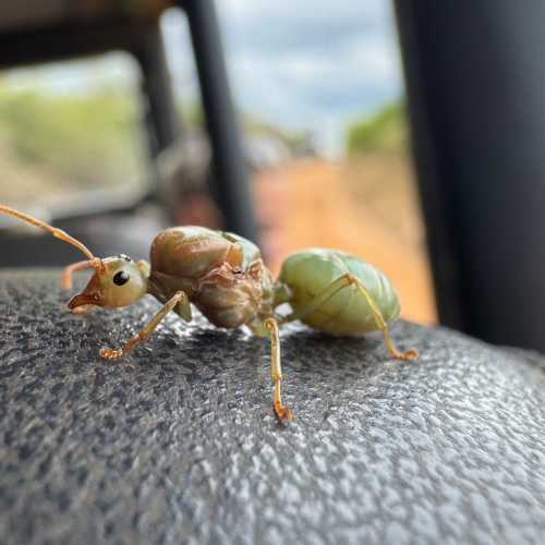 Национальный парк Яла, Шри-Ланка