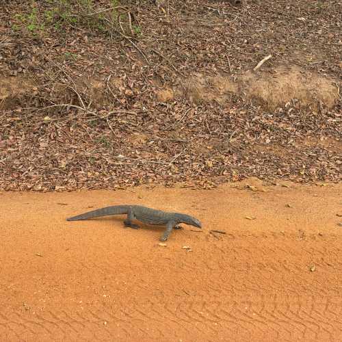 Национальный парк Яла, Шри-Ланка
