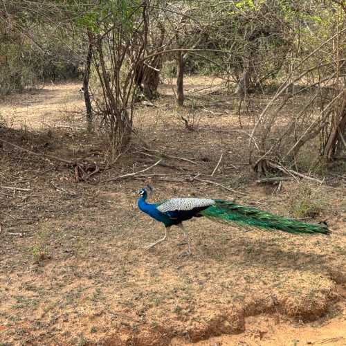 Национальный парк Яла, Шри-Ланка