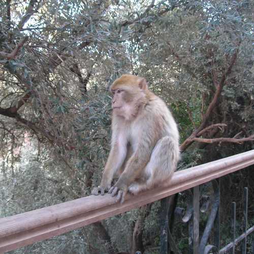 Wild Monkeys in the Atlas Mountains