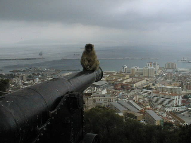 Barbary Monkey on the Rock