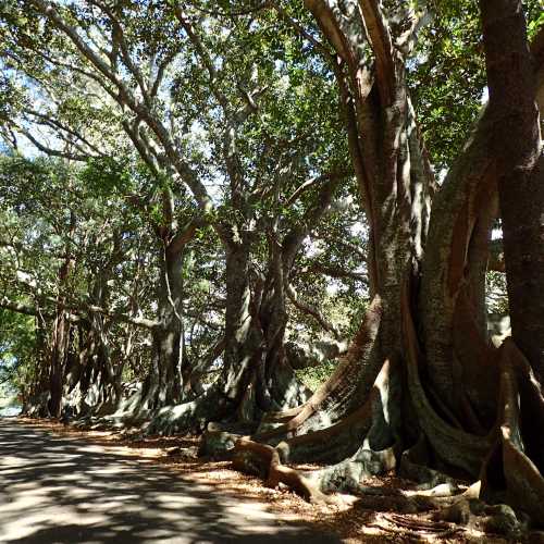 Giant Fig Trees Along Headstone Road, Norfolk Island