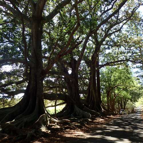 Giant Fig Trees Along Headstone Road, Норфолк о-в