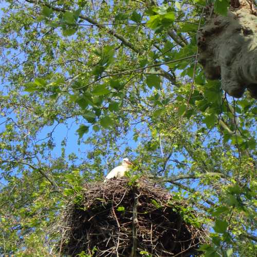 Storks nesting at Orangerie Park in Strasbourg