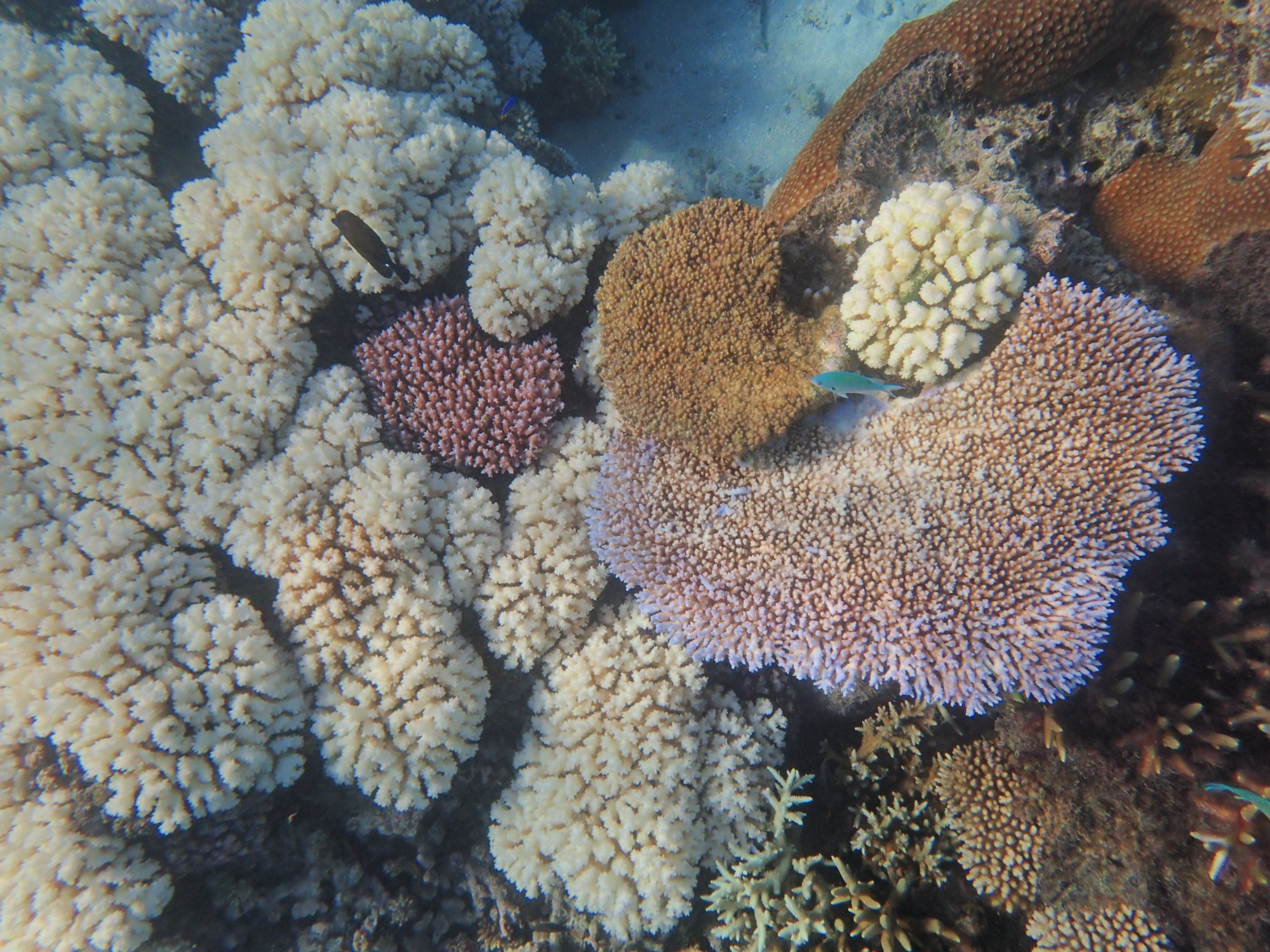 Nanuya Balavu Underwater, Fiji