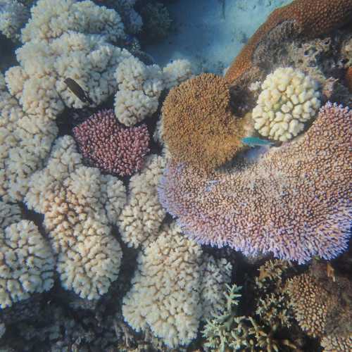 Nanuya Balavu Underwater, Fiji