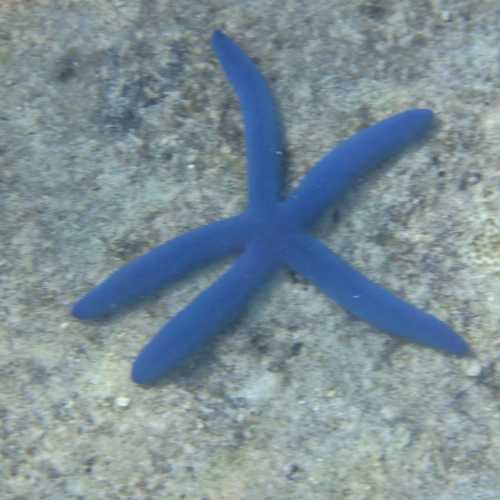 Beachcomber Coral Reef Underwater Discovery, Фиджи