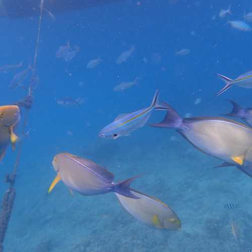 Beachcomber Coral Reef Underwater Discovery, Fiji