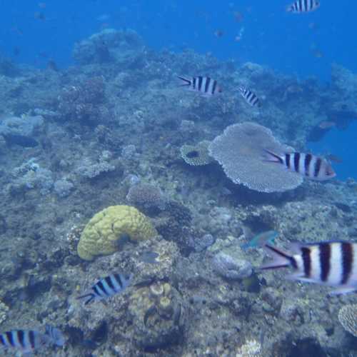 Beachcomber Coral Reef Underwater Discovery, Фиджи