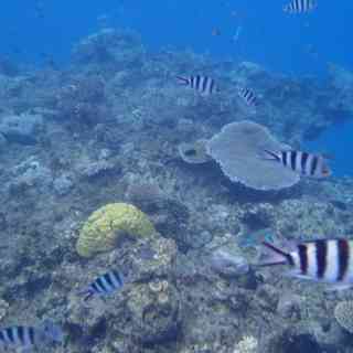 Beachcomber Coral Reef Underwater Discovery photo