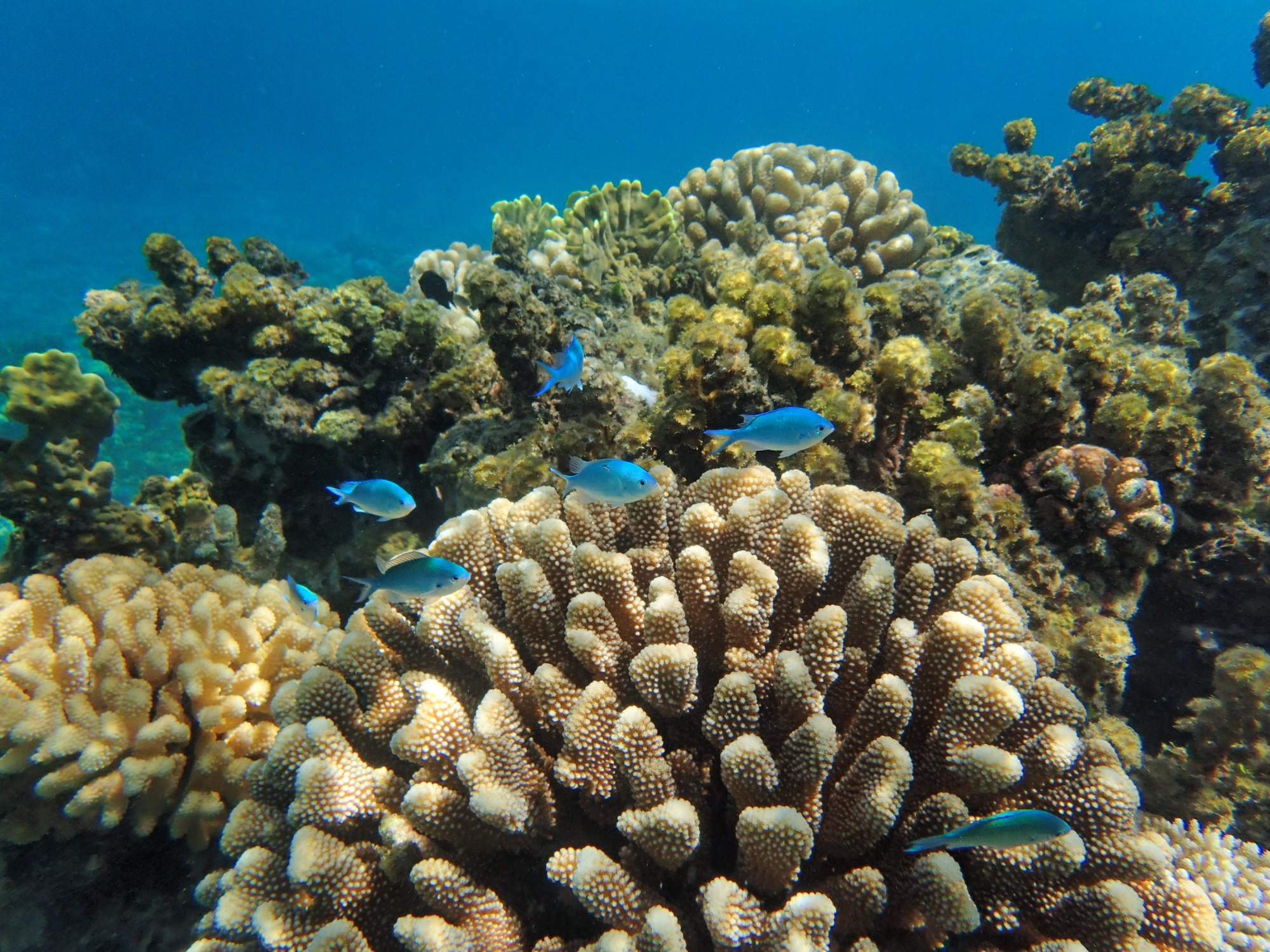 Coral Reef of Papeari, French Polynesia