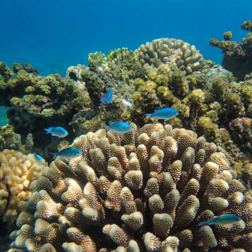 Coral Reef of Papeari, Французская Полинезия
