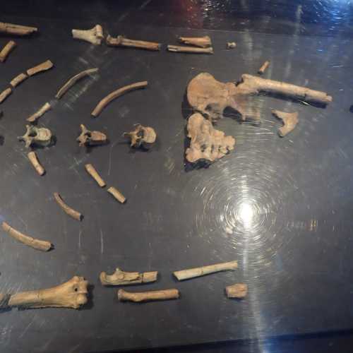 Lucy Hominid Fossils, Ethiopia